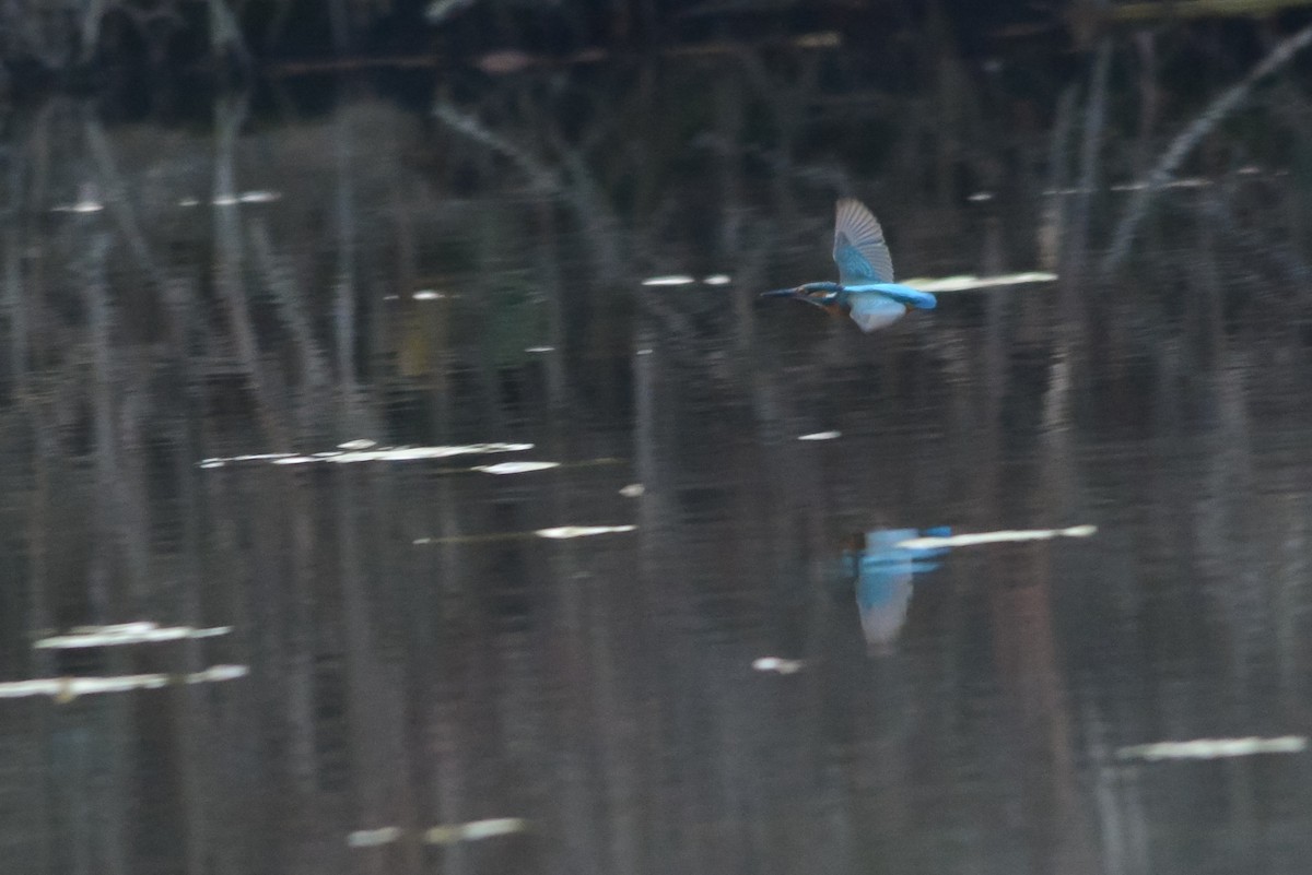 Common Kingfisher - ML645701307