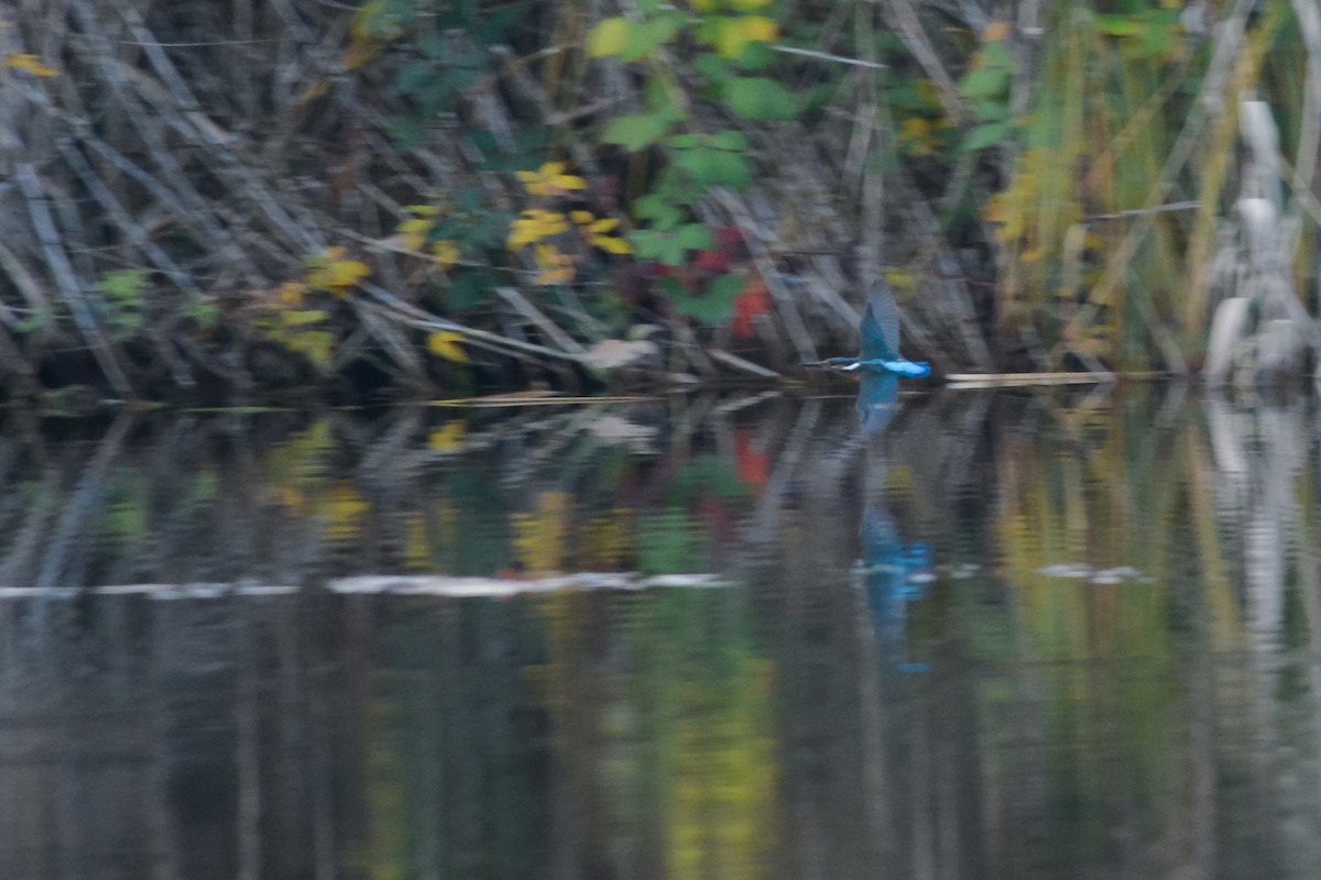 Common Kingfisher - ML645701308