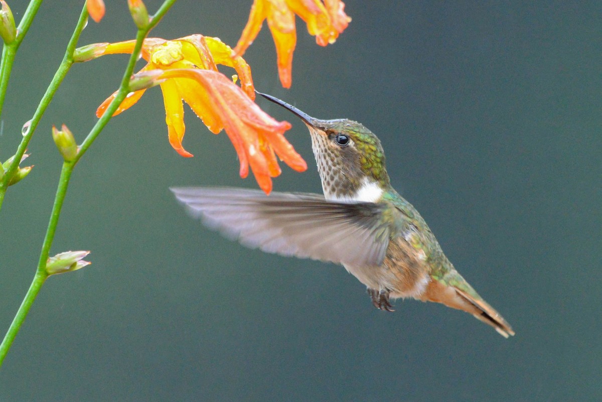 Volcano Hummingbird - ML645701312
