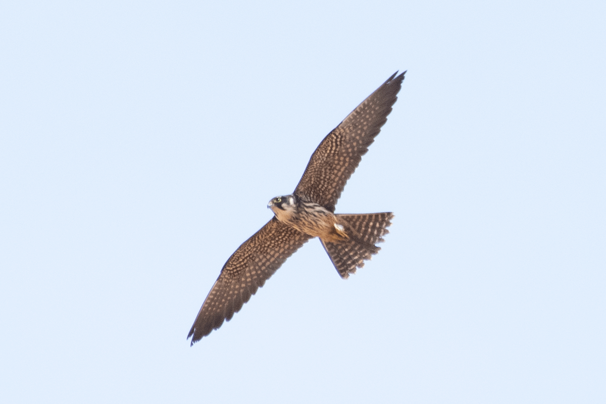 ostříž lesní - ML645701315