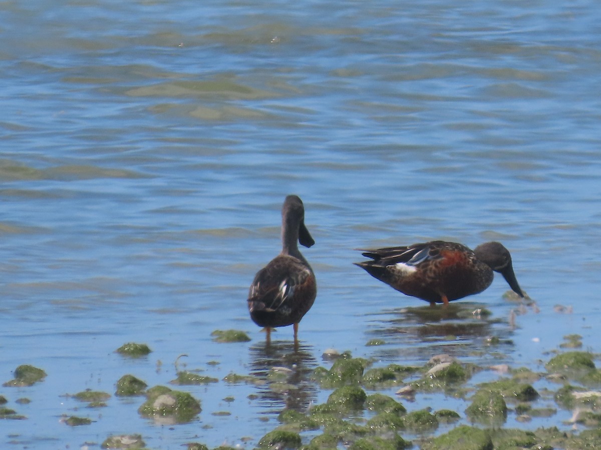 Australasian Shoveler - ML645701320