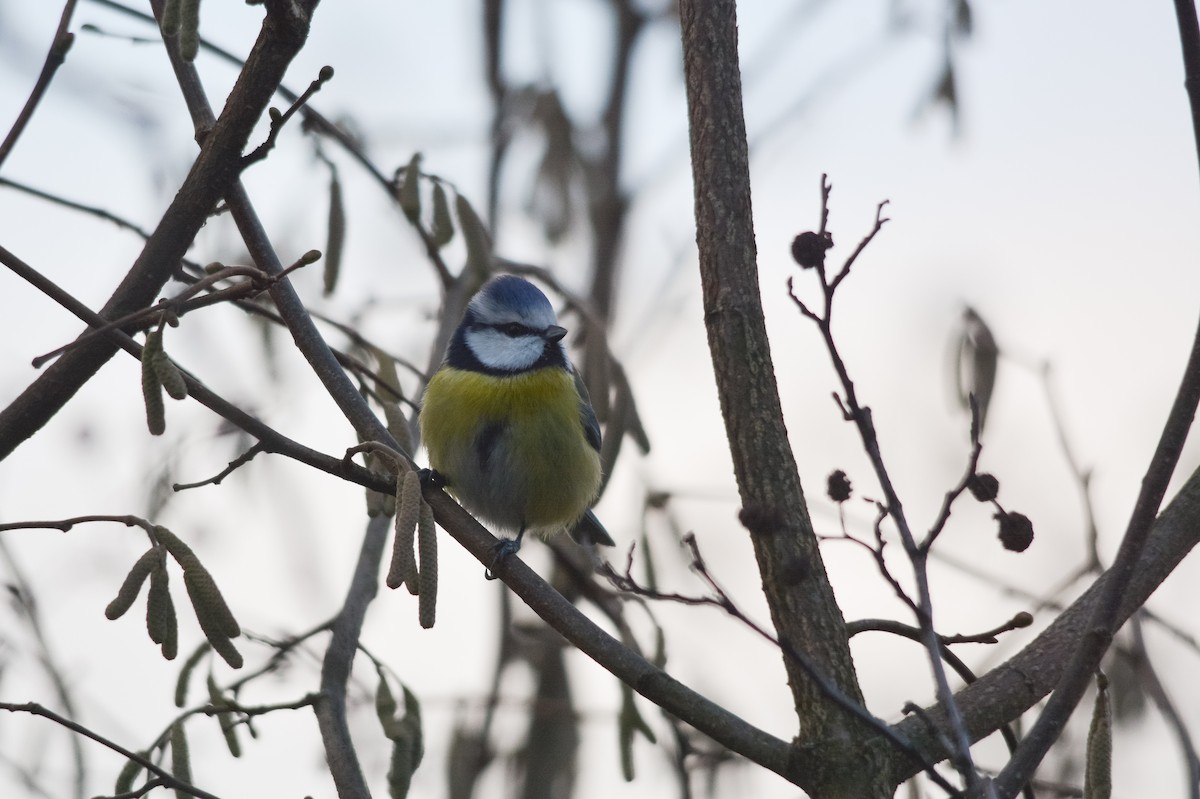Eurasian Blue Tit - ML645701321