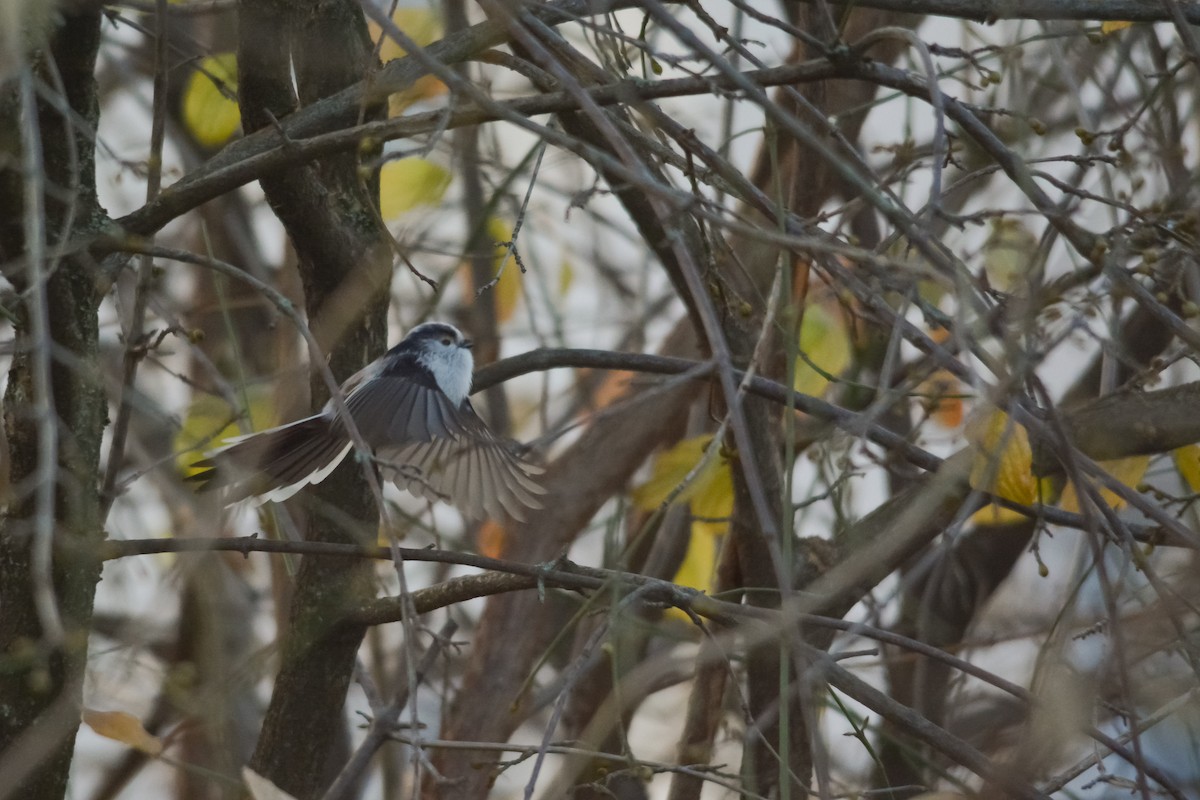 Long-tailed Tit - ML645701328