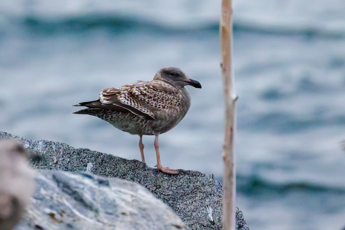 アメリカオオセグロカモメ - ML645701330