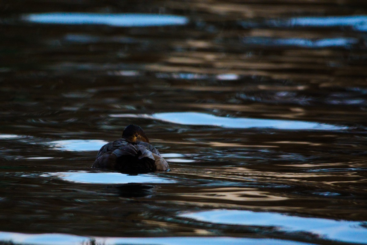 Common Pochard - ML645701334