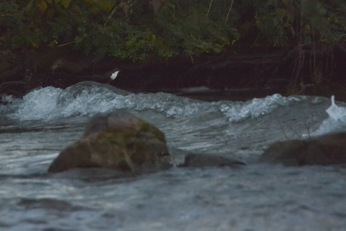 אמודאי הנחלים - ML645701338