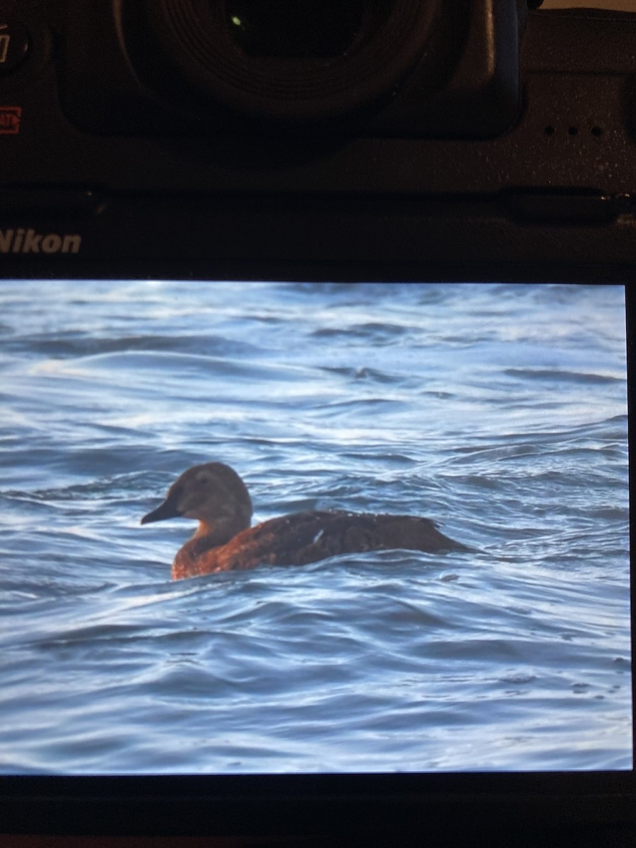 King Eider - ML645701345