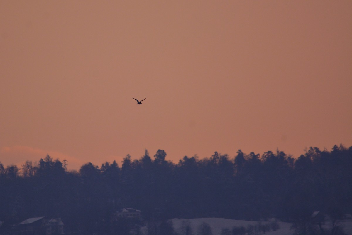 Black-headed Gull - ML645701346