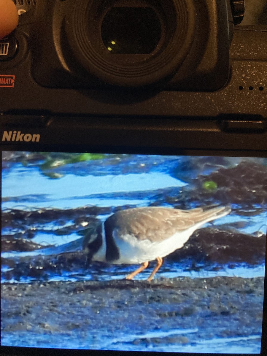 環頸鴴 - ML645701348