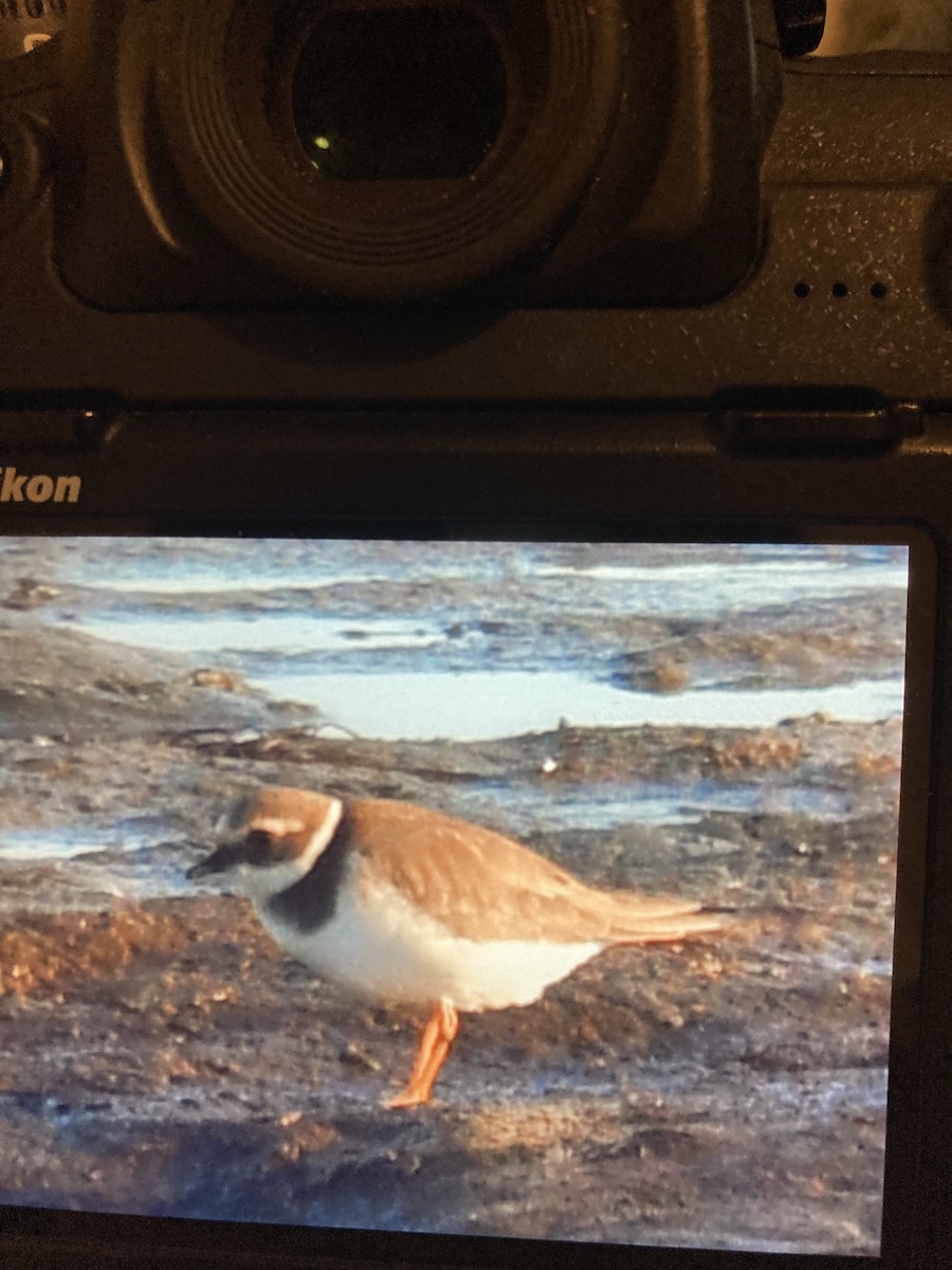 環頸鴴 - ML645701349