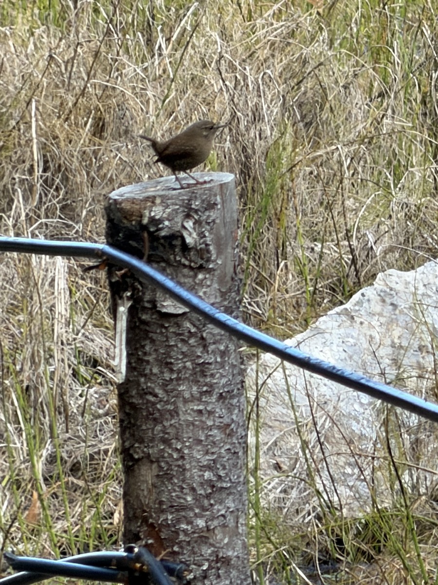 Eurasian Wren - ML645701350