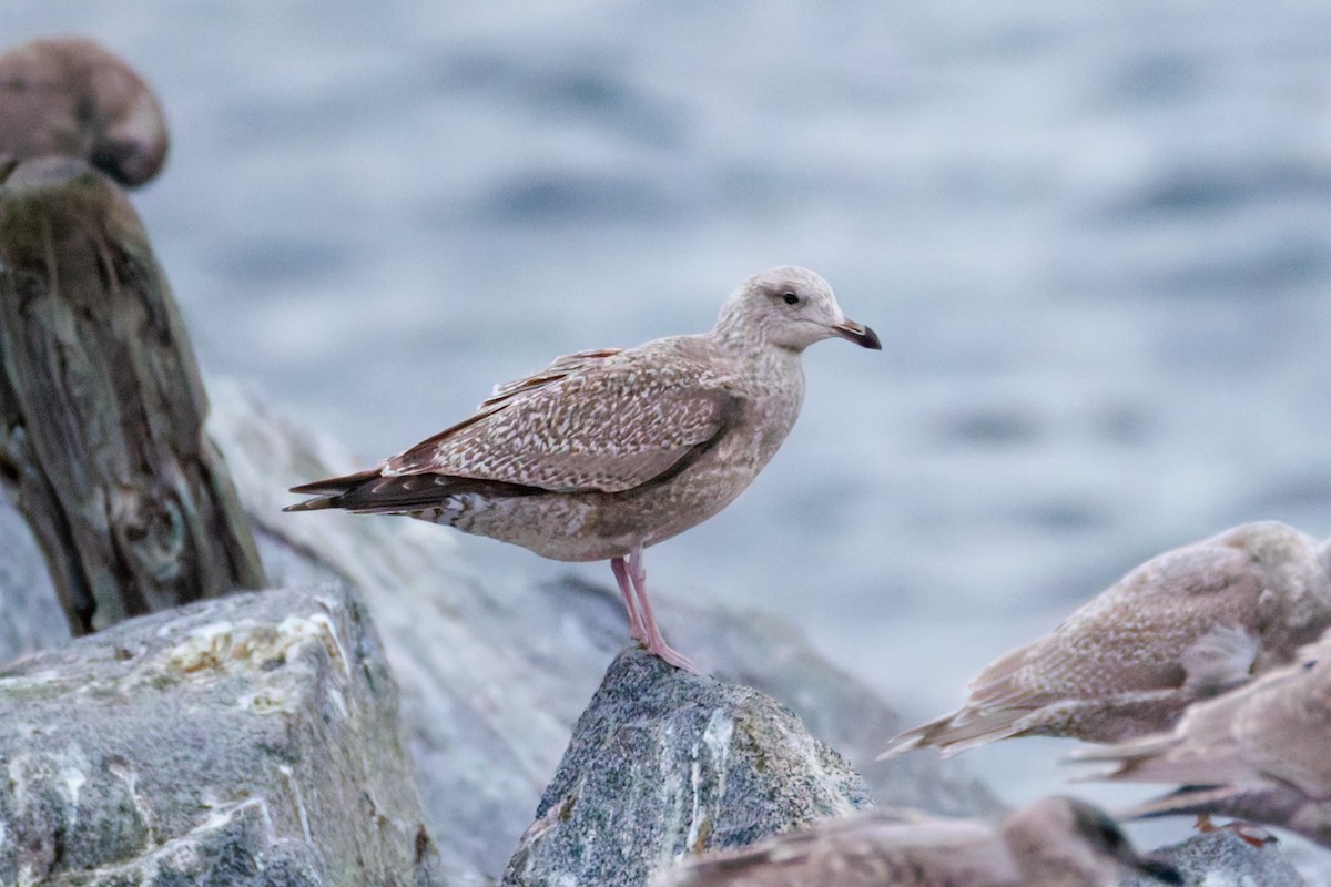 American Herring x Glaucous-winged Gull (hybrid) - ML645701352