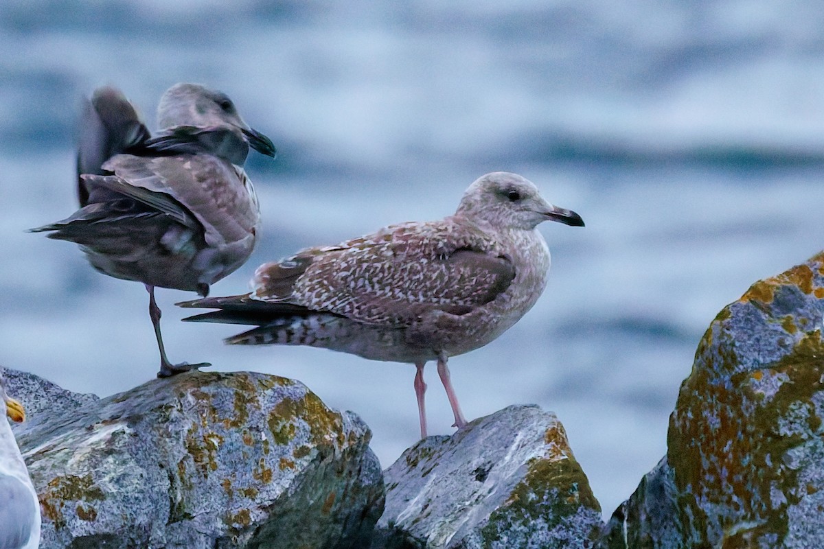 American Herring x Glaucous-winged Gull (hybrid) - ML645701353