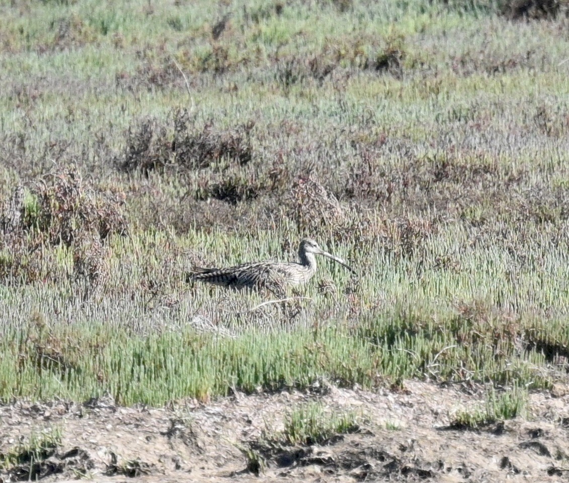 Far Eastern Curlew - ML645701354