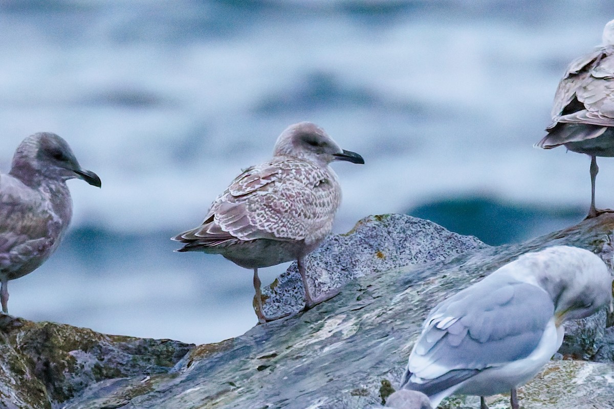Iceland Gull (Thayer's) - ML645701355