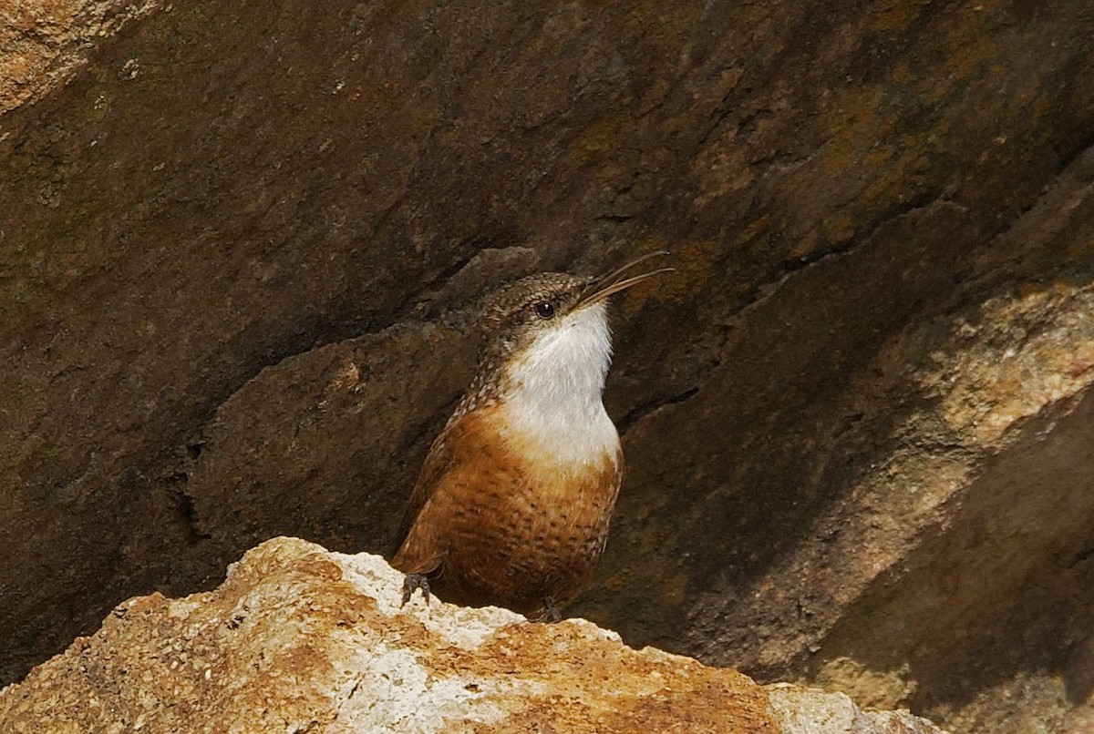 Canyon Wren - ML645701356