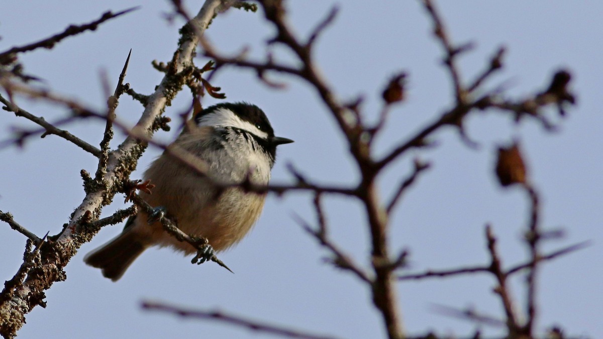 Sombre Tit - ML645701357