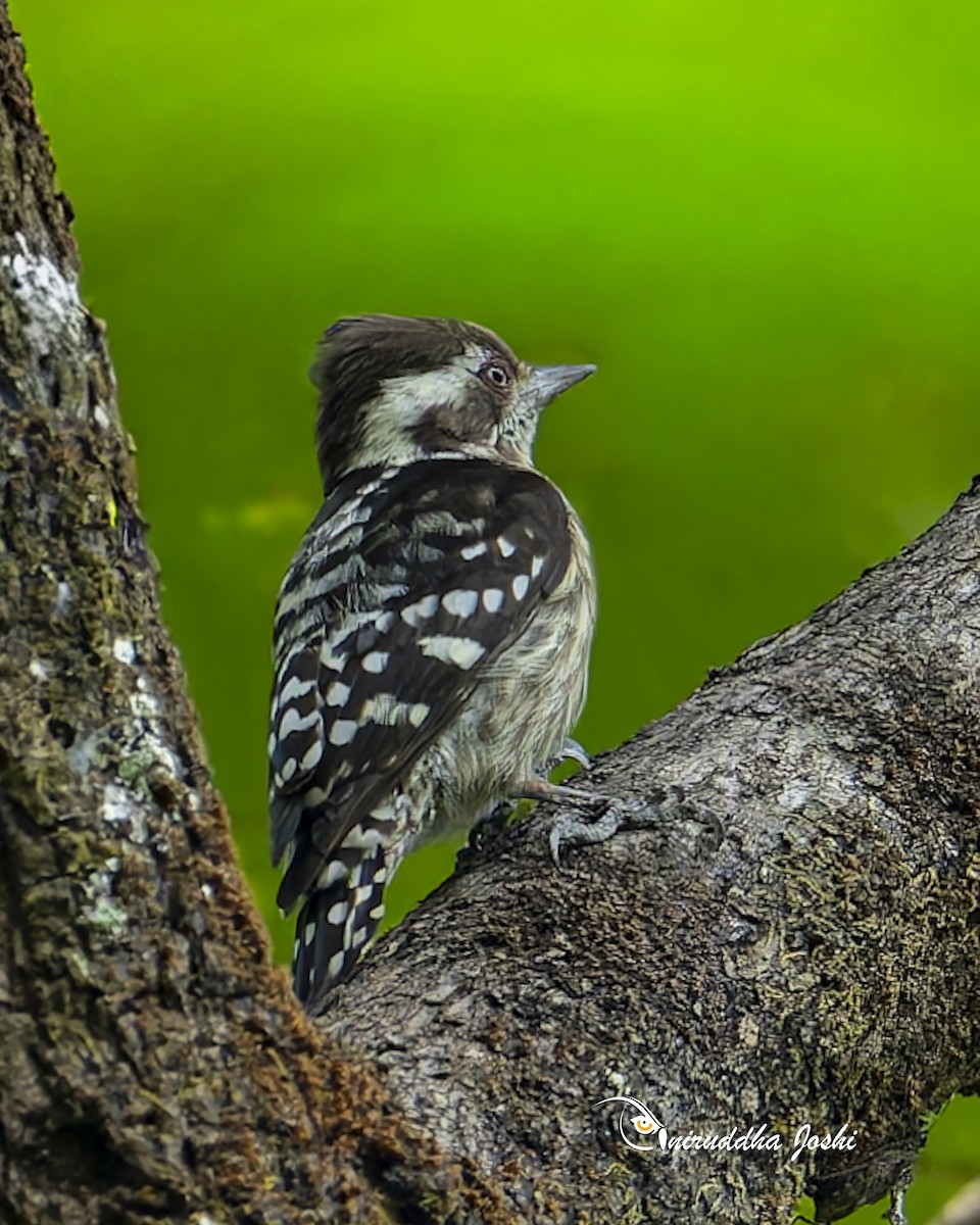Brown-capped Pygmy Woodpecker - ML645701358