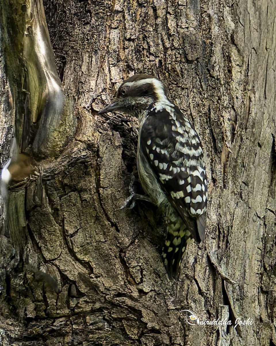 Brown-capped Pygmy Woodpecker - ML645701359
