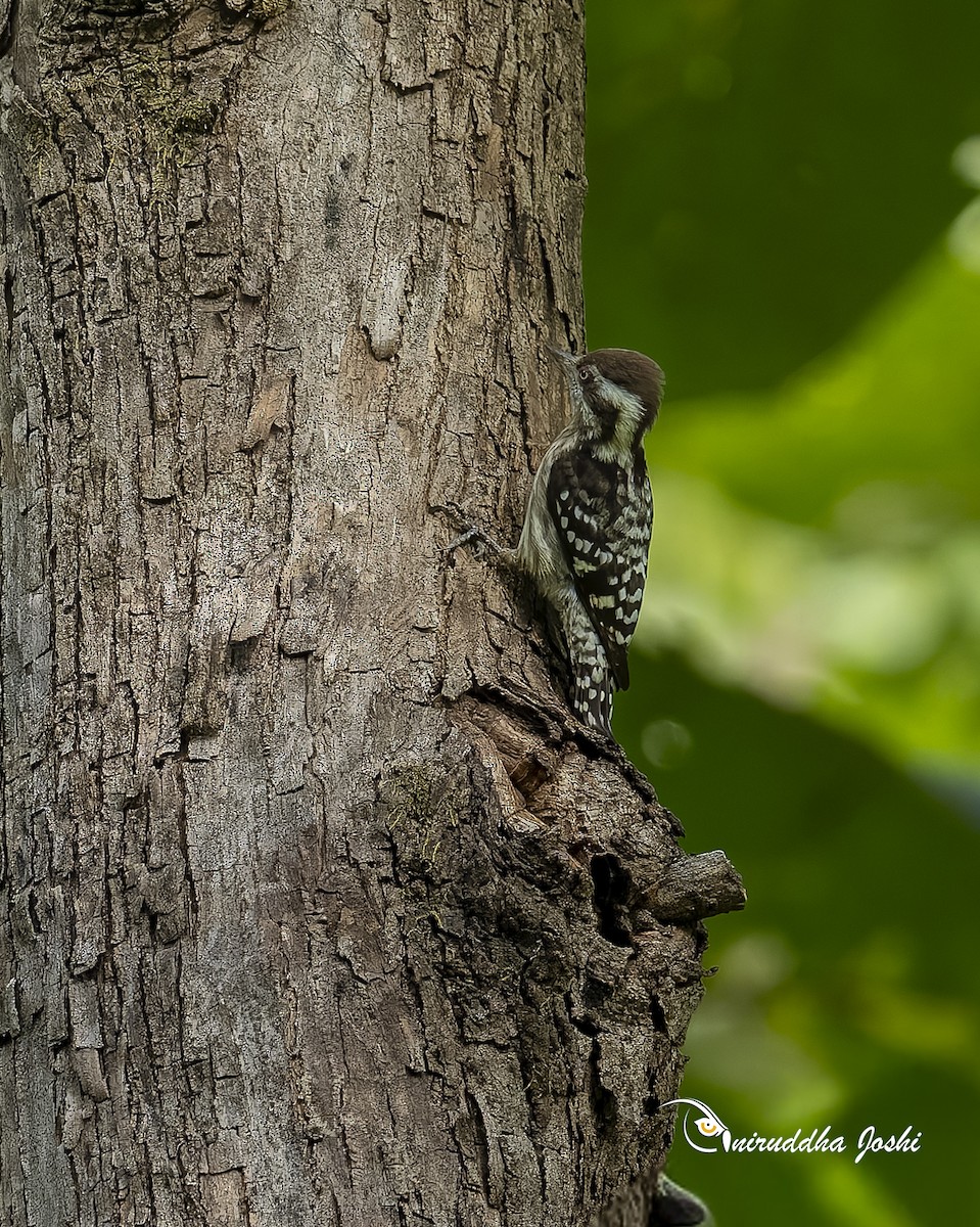 Brown-capped Pygmy Woodpecker - ML645701360