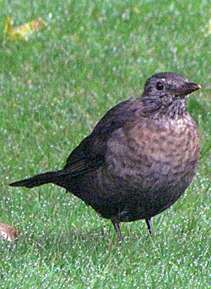 Eurasian Blackbird - ML645701361