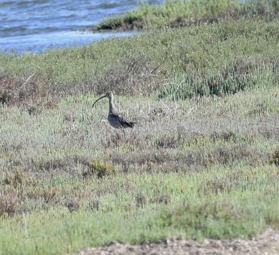 Far Eastern Curlew - ML645701363