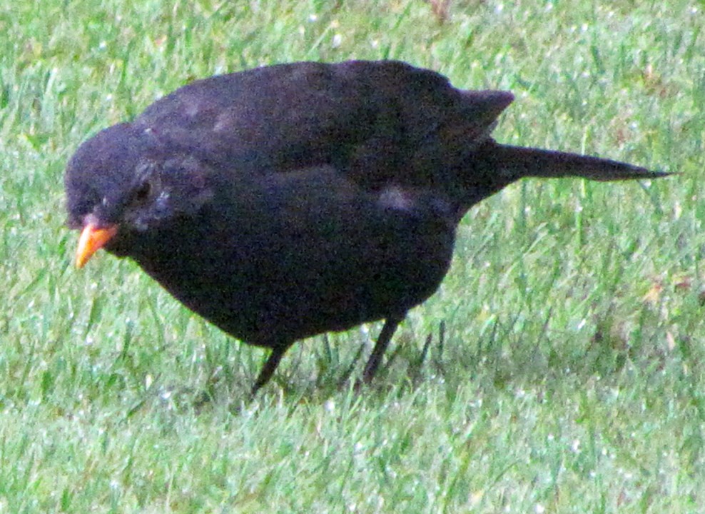Eurasian Blackbird - ML645701365
