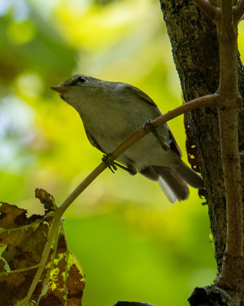 Greenish Warbler - ML645701366