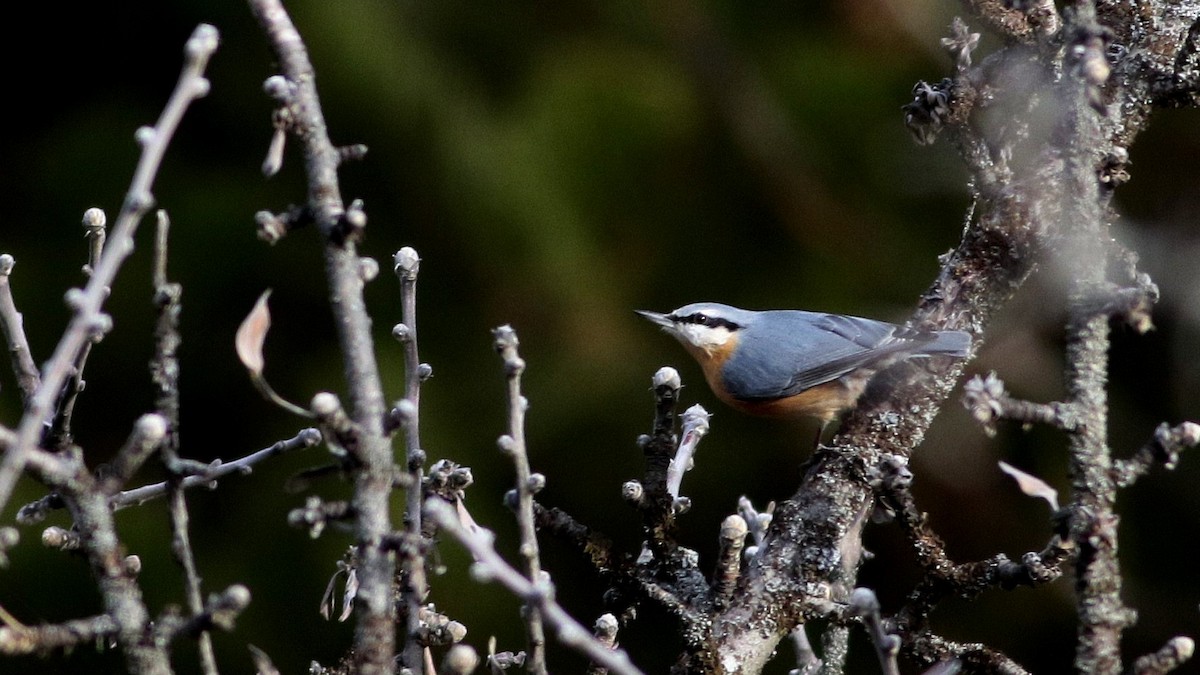 Eurasian Nuthatch - ML645701367