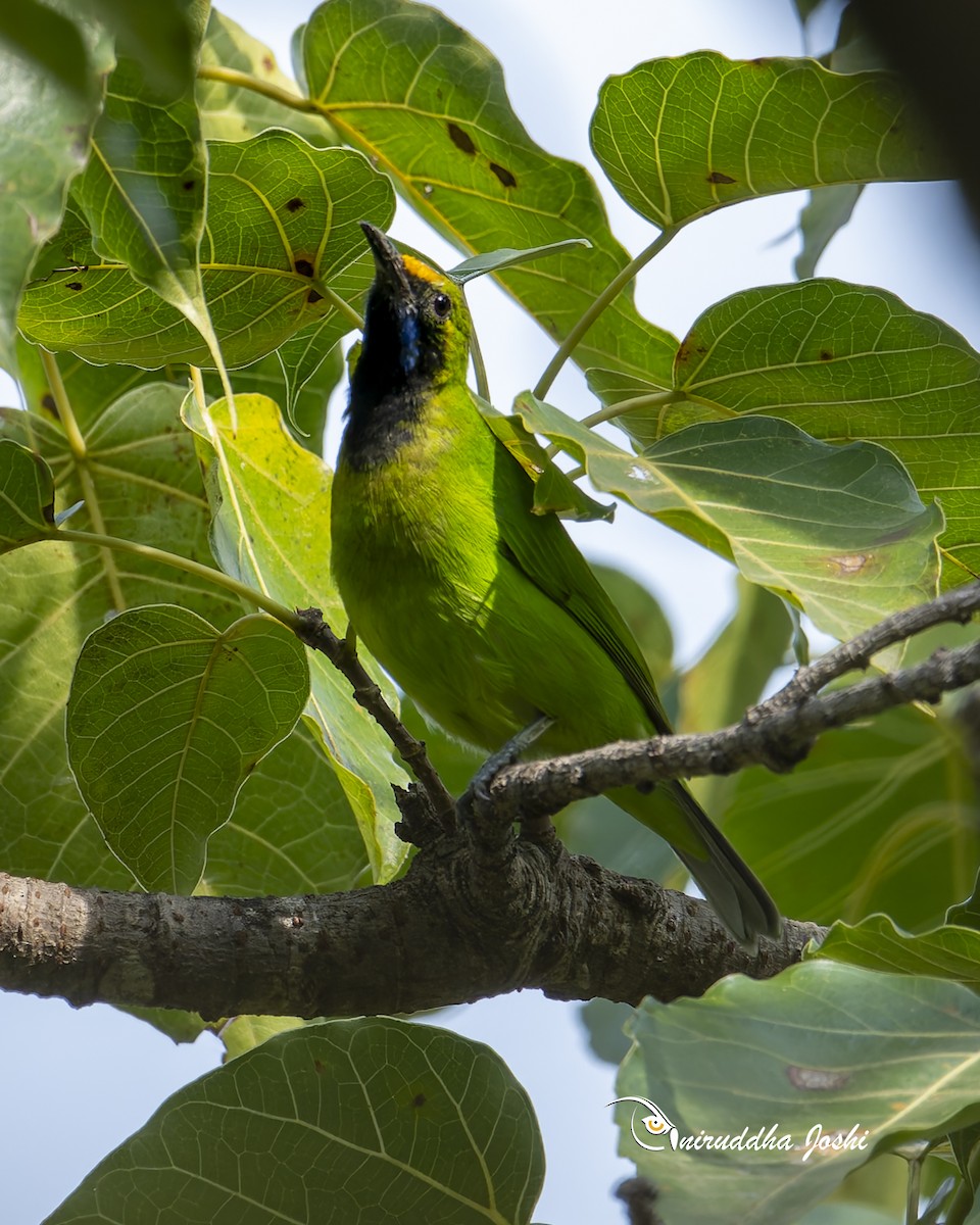 Golden-fronted Leafbird - ML645701369