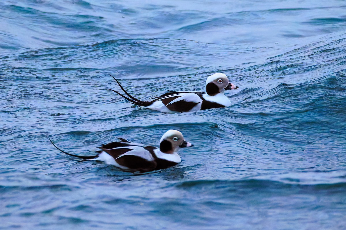 Long-tailed Duck - ML645701370