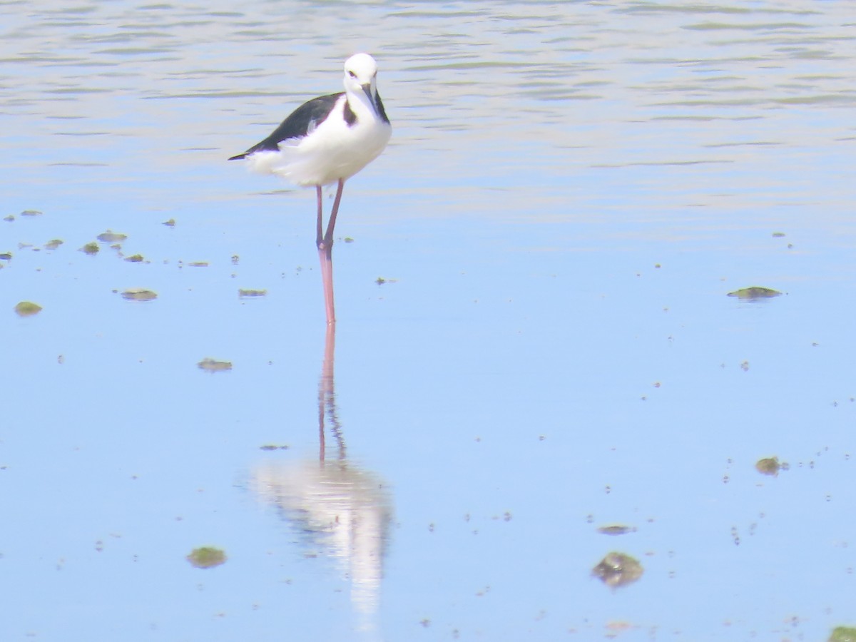 Pied Stilt - ML645701371