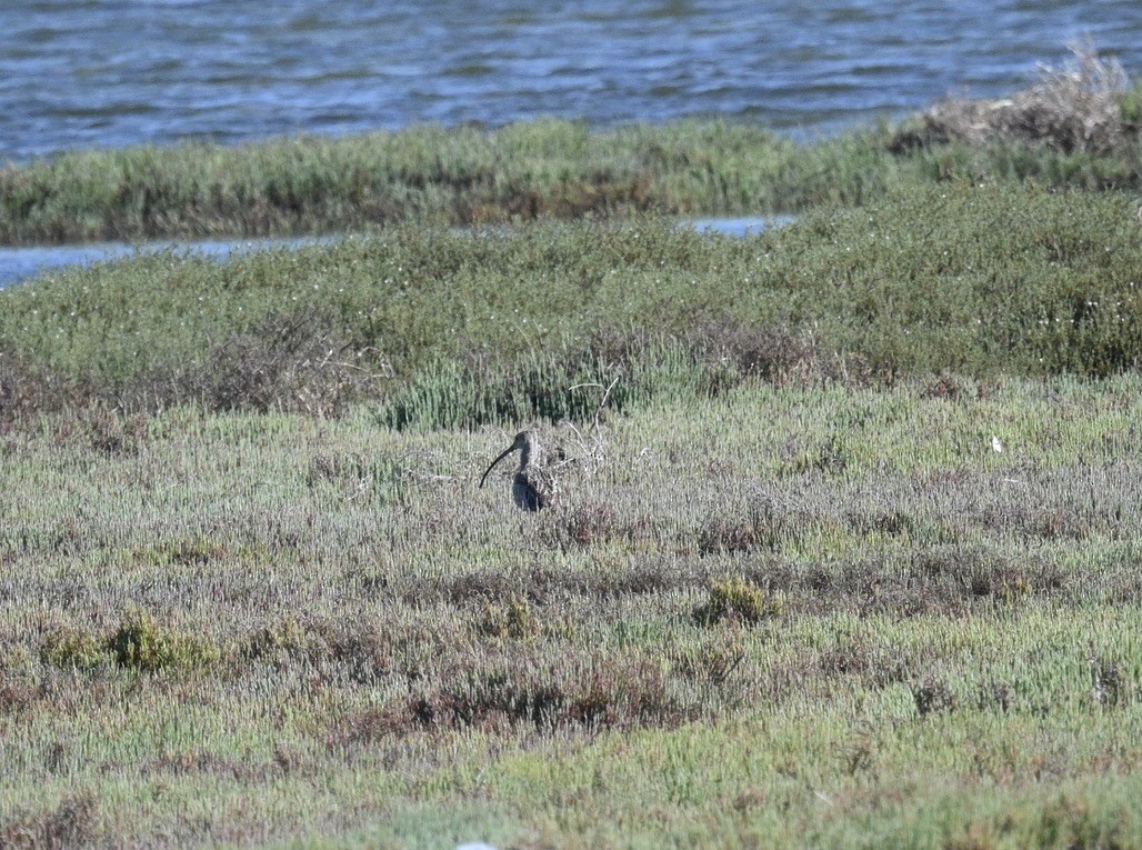 Far Eastern Curlew - ML645701372