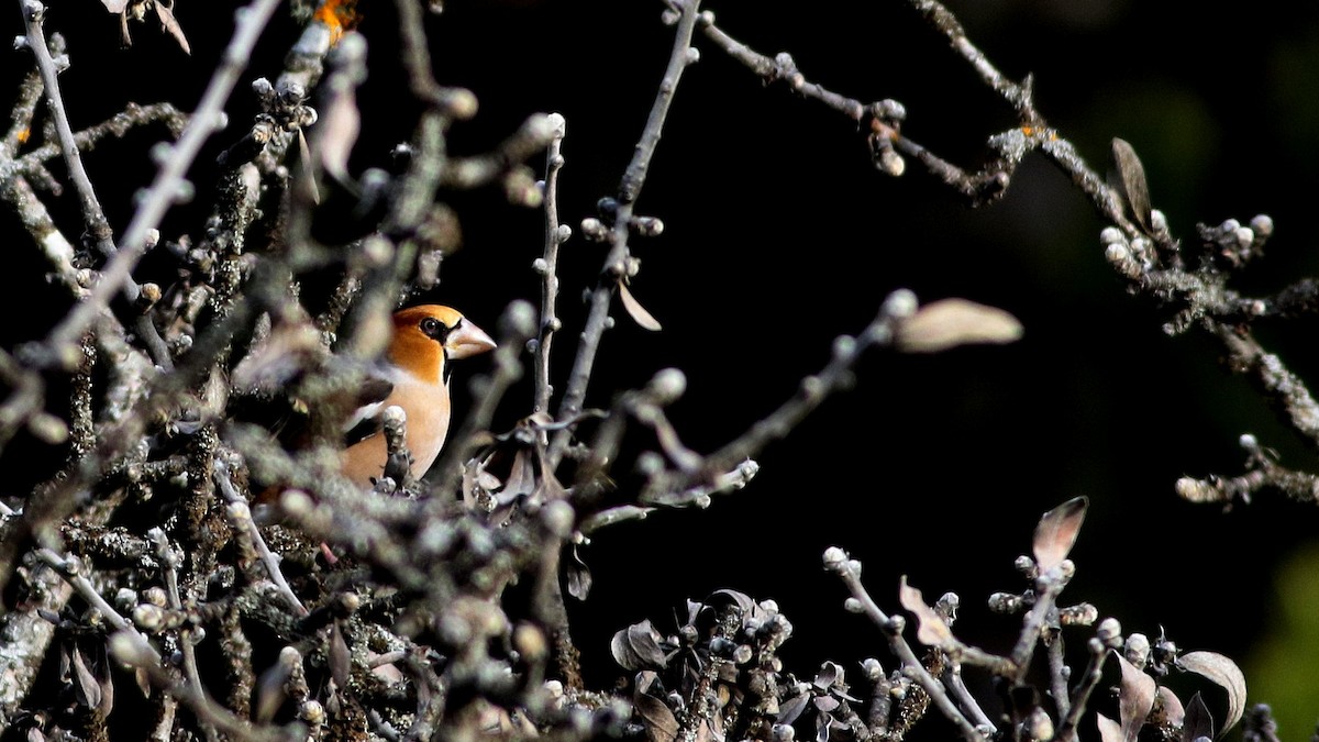 Hawfinch - ML645701377