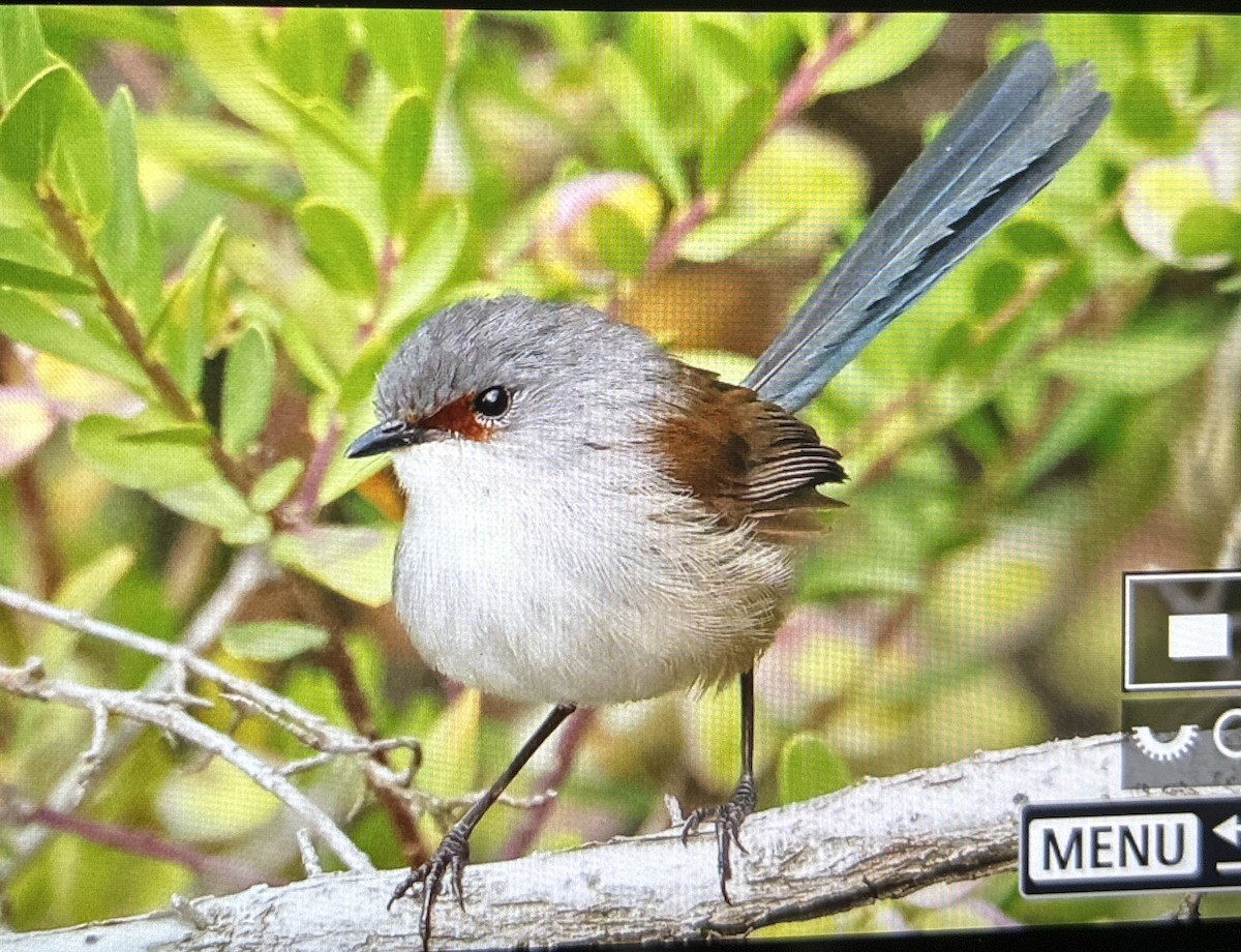 Red-winged Fairywren - ML645701381