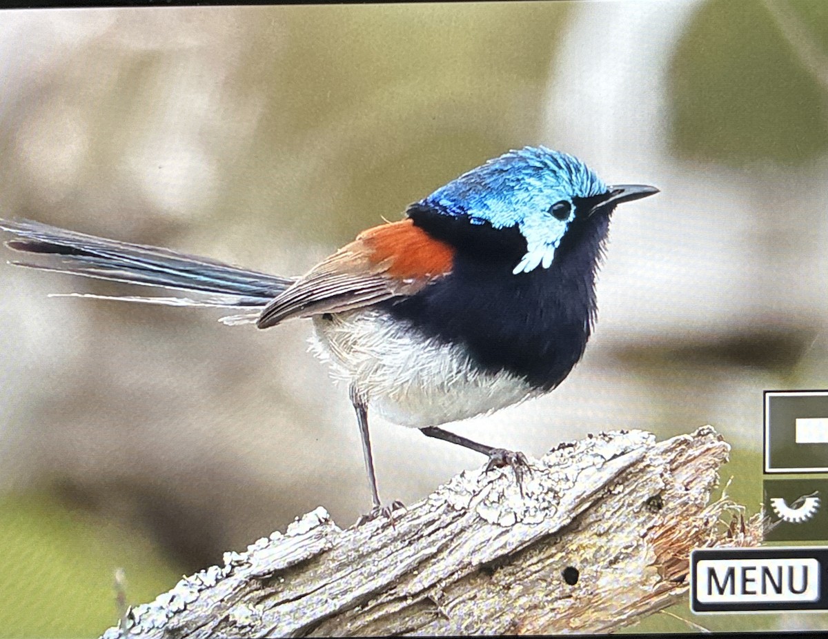 Red-winged Fairywren - ML645701382