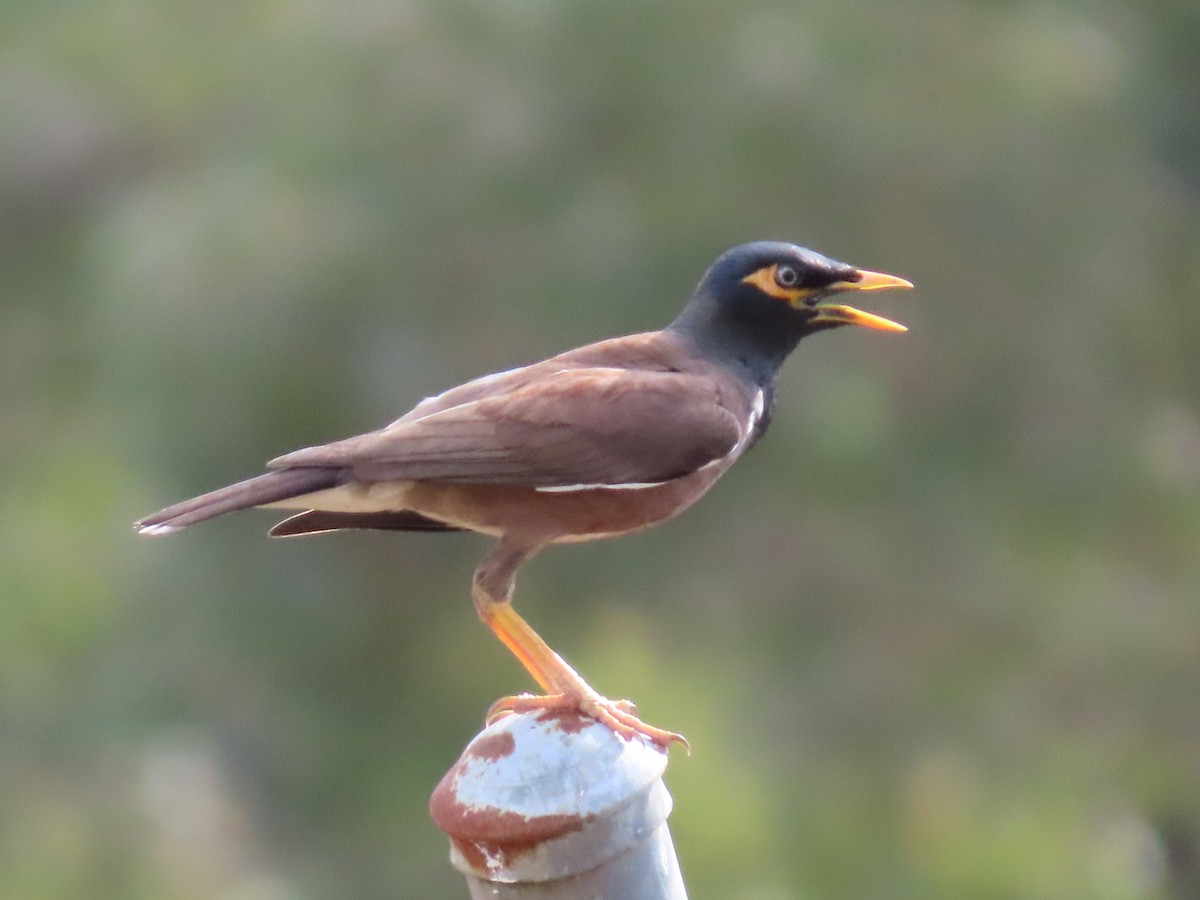 Common Myna - ML645701383