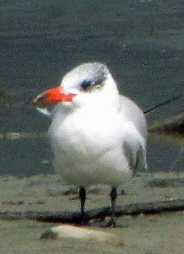Caspian Tern - ML645701385