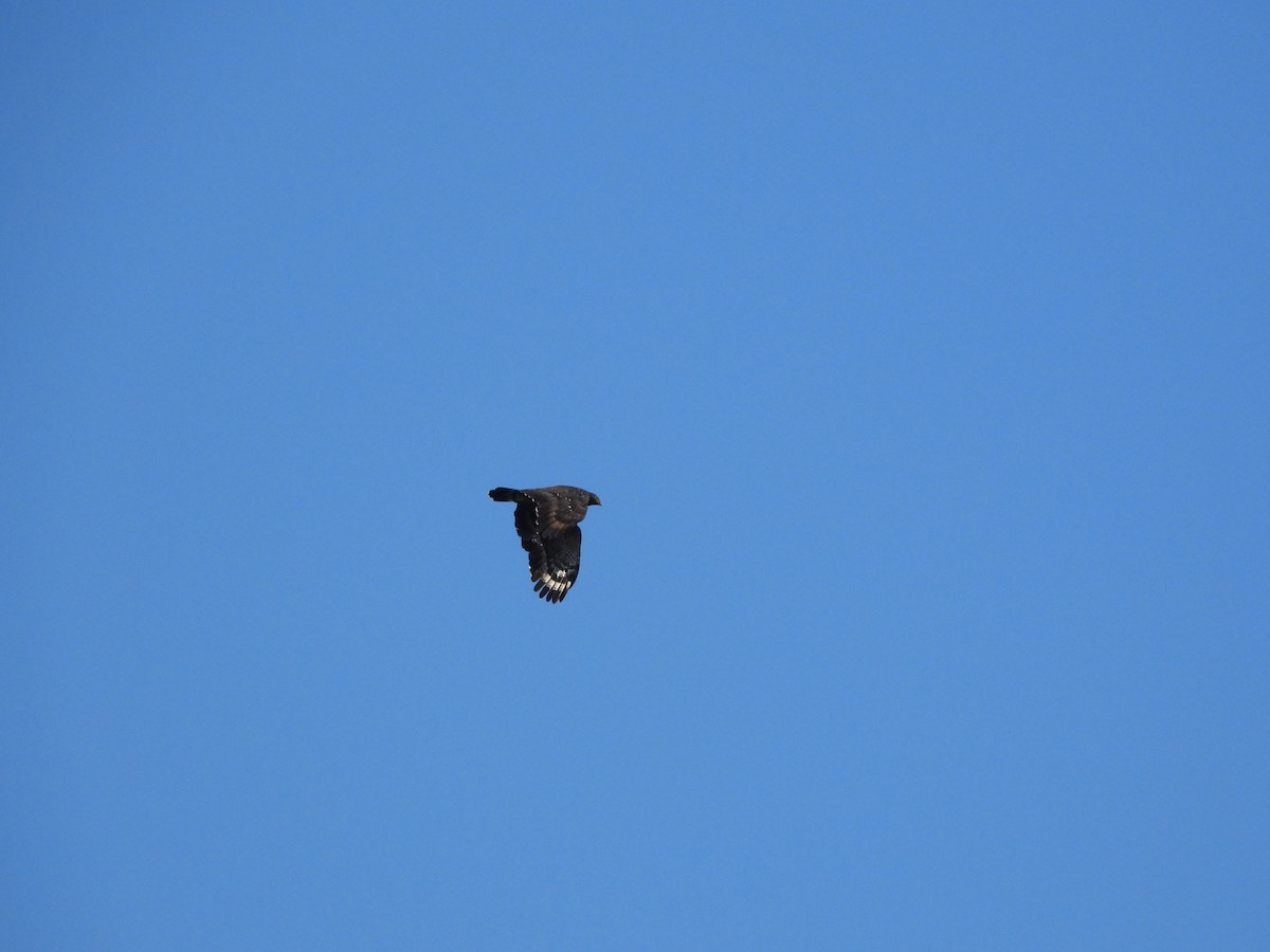 Culebrera Chiíla - ML645701398