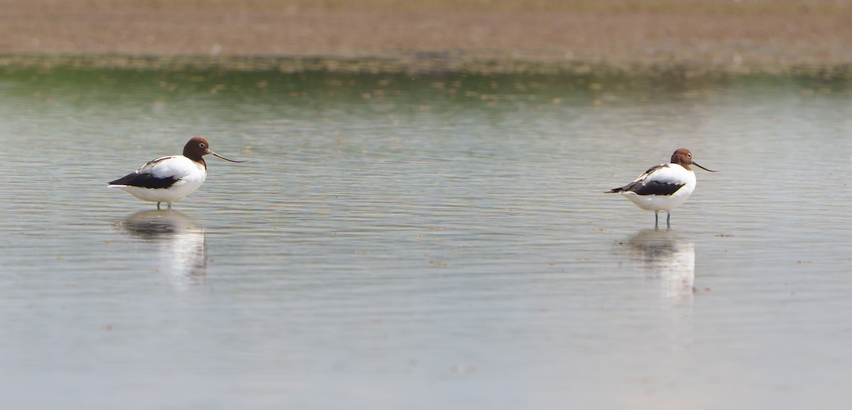 brunhodeavosett - ML645701403