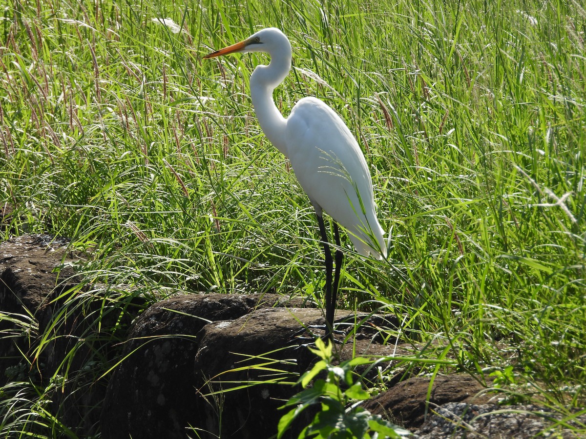 Garceta Grande - ML645701416