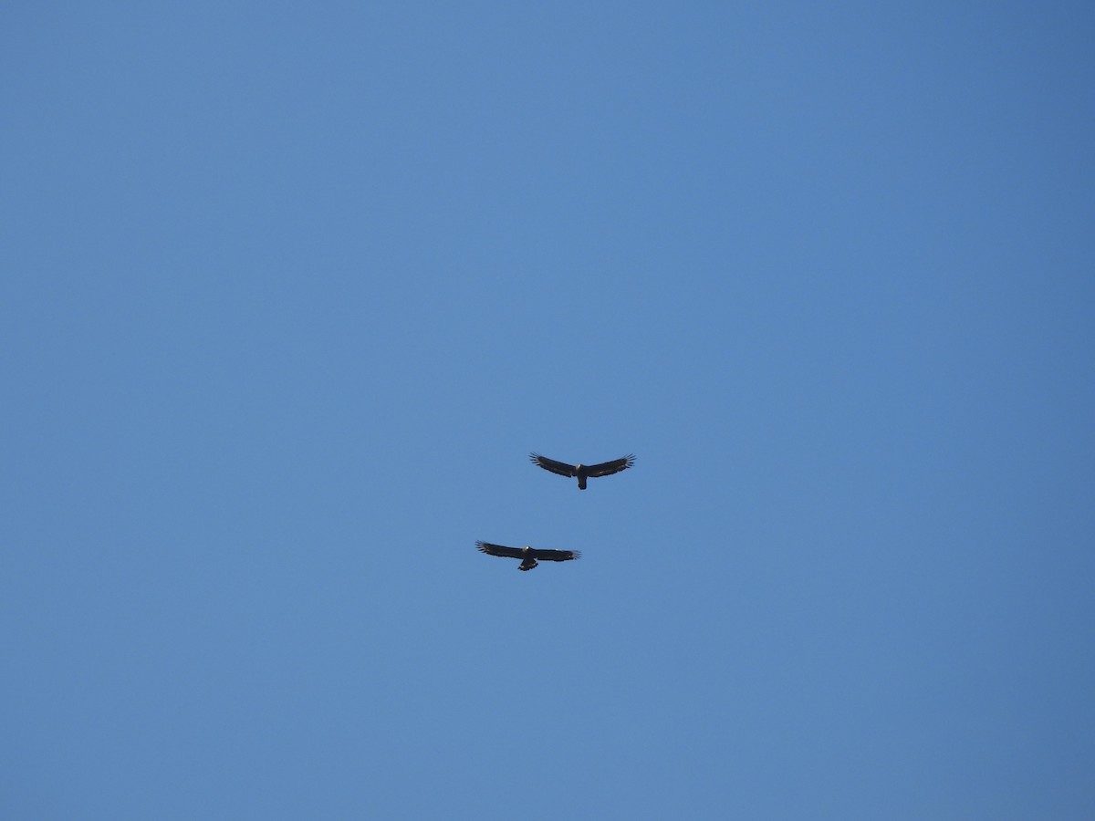 Culebrera Chiíla - ML645701417