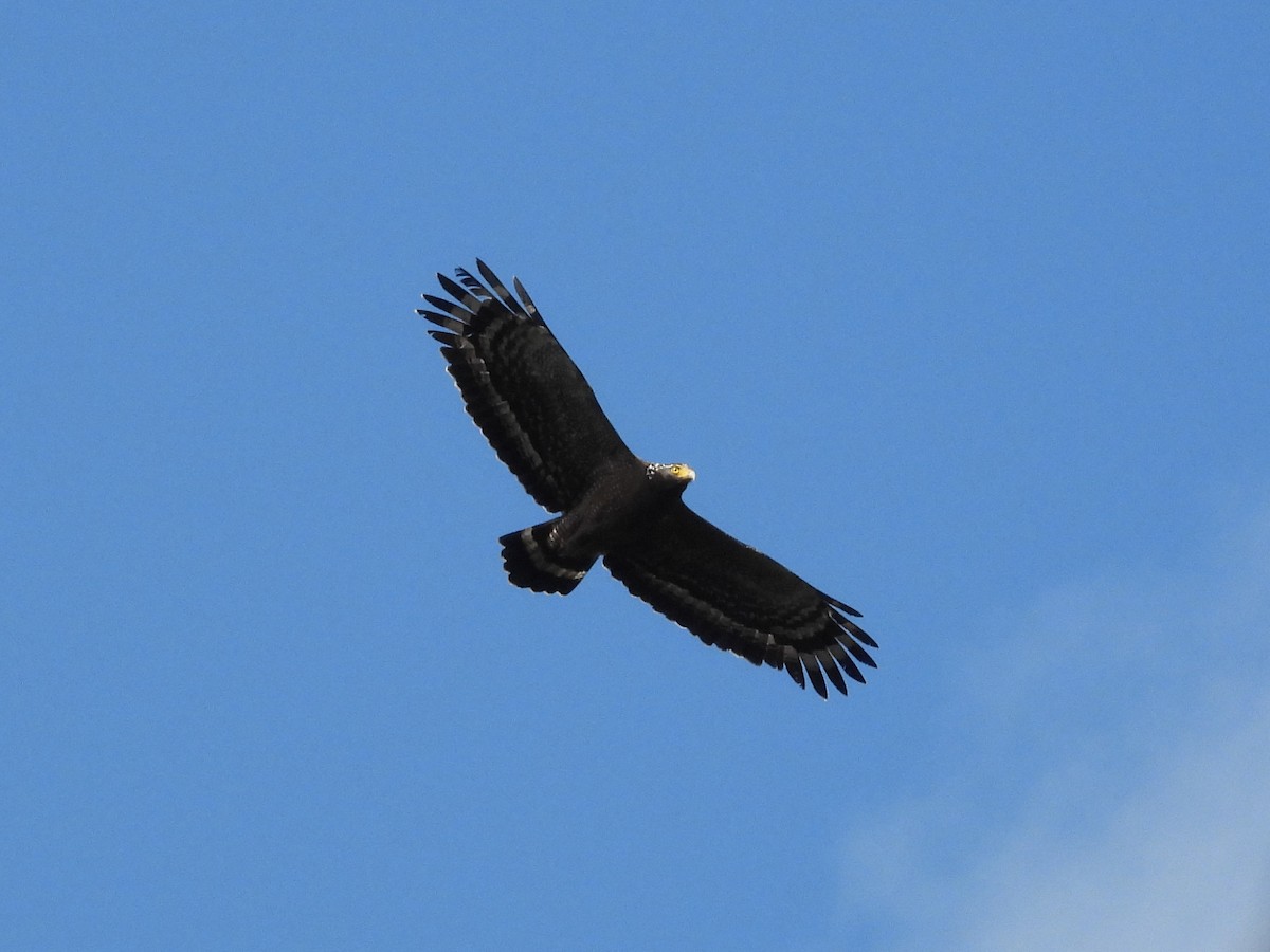 Culebrera Chiíla - ML645701425