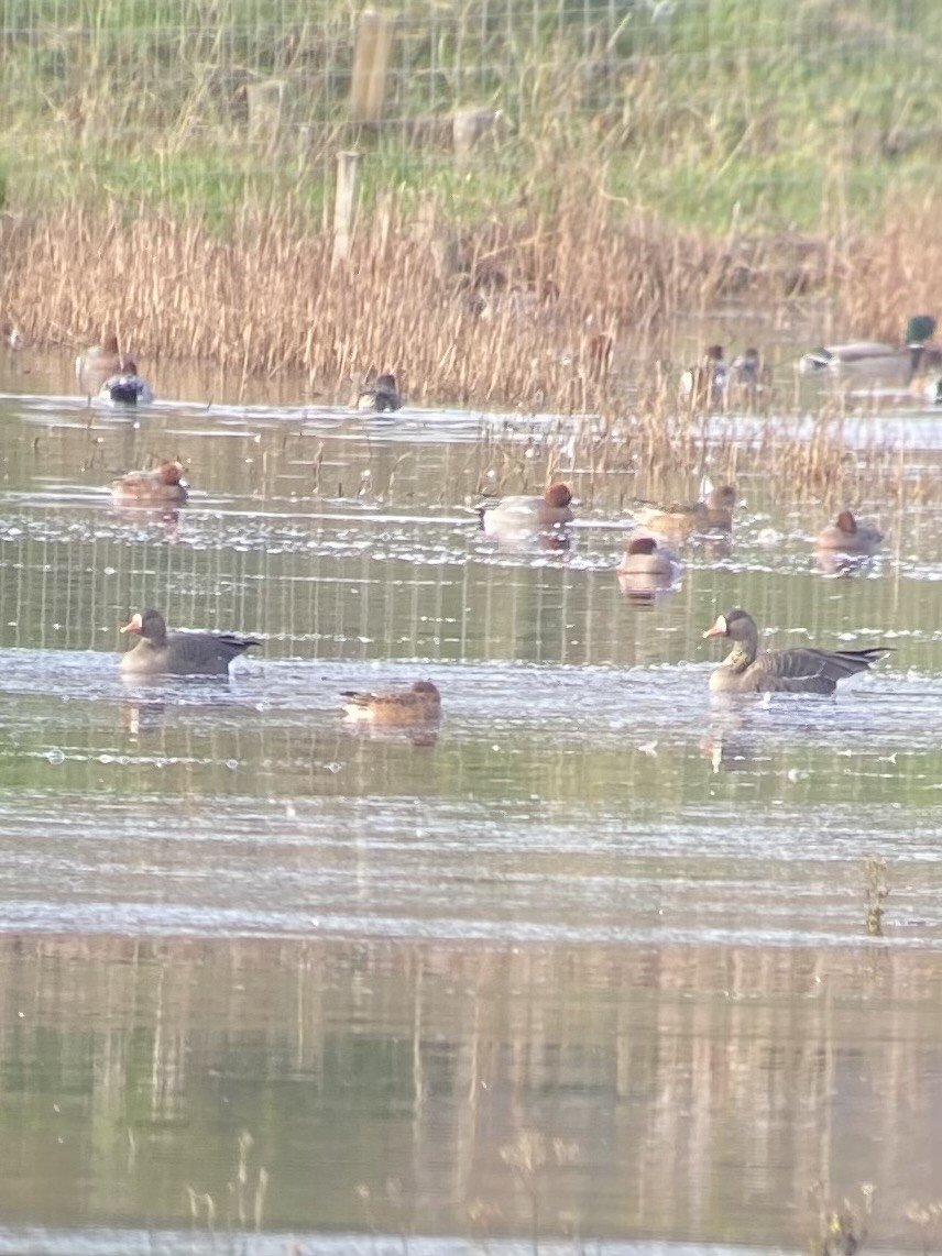 Greater White-fronted Goose - ML645701433