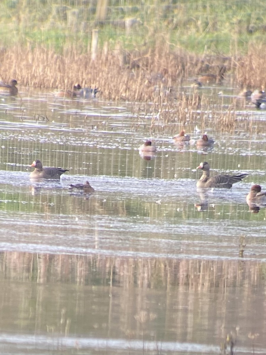 Greater White-fronted Goose - ML645701434