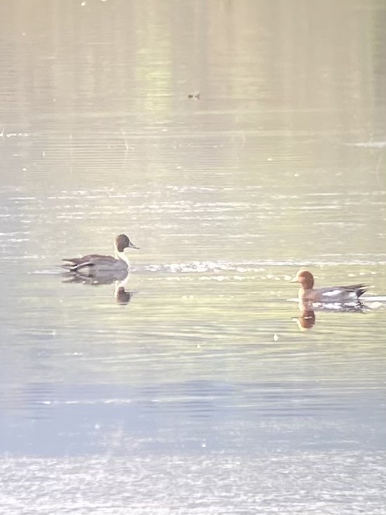 Northern Pintail - ML645701442