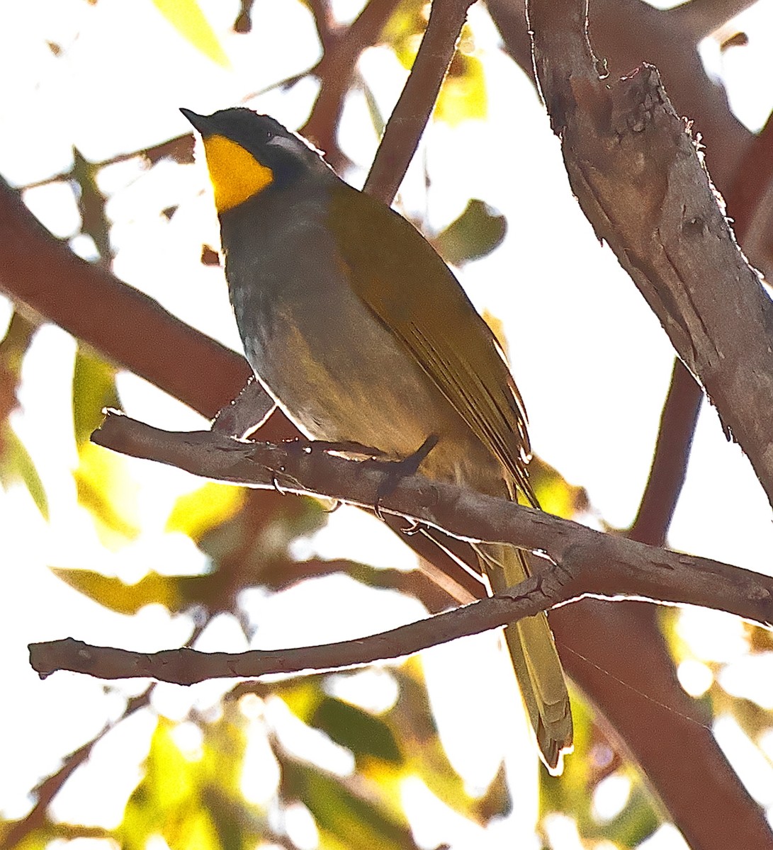 Yellow-throated Honeyeater - ML645701446