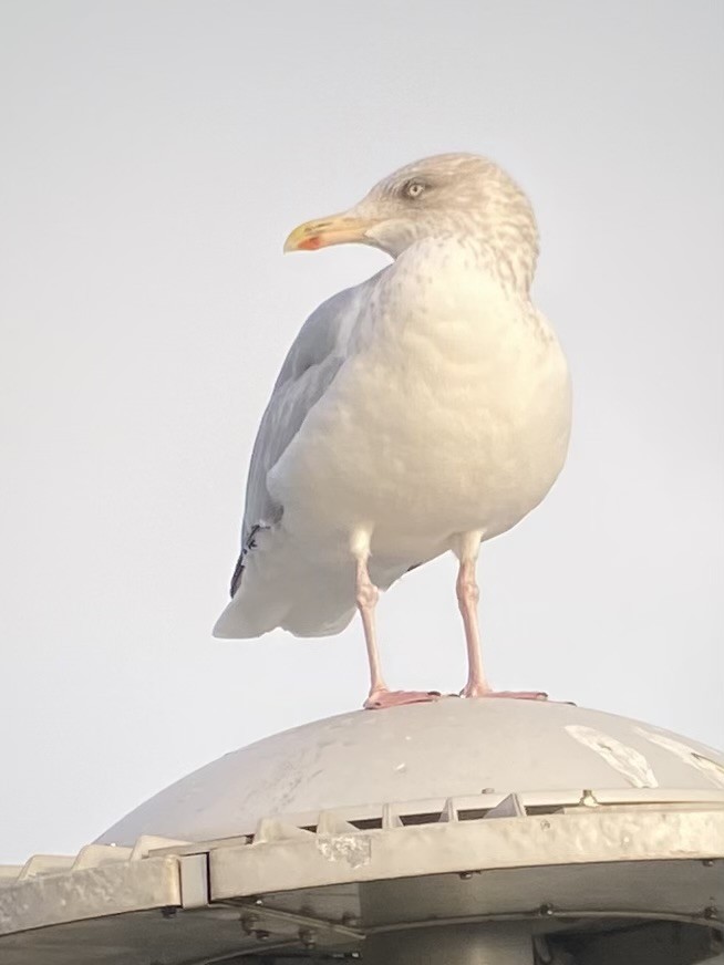 European Herring Gull - ML645701448