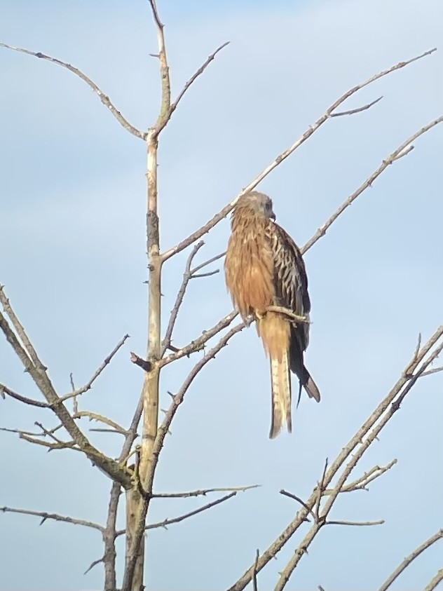 Red Kite - ML645701450