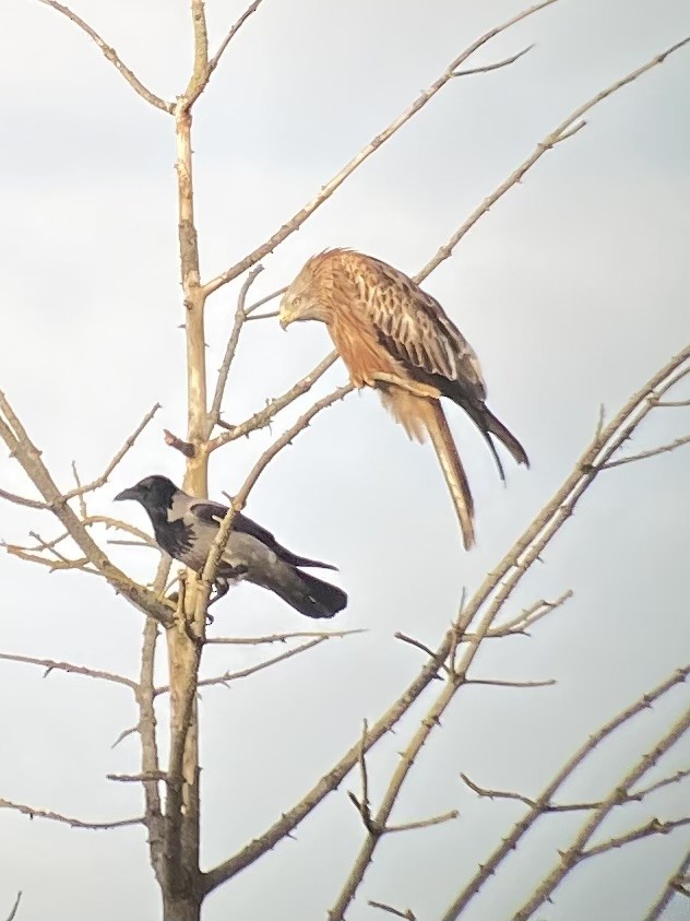 Red Kite - ML645701451